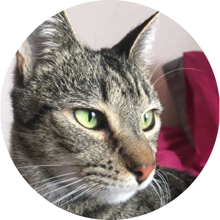 Rescue Cats Safe Haven ADOPT Rescue Cats Safe Haven