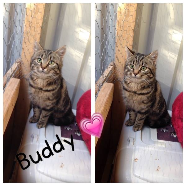 Buddy