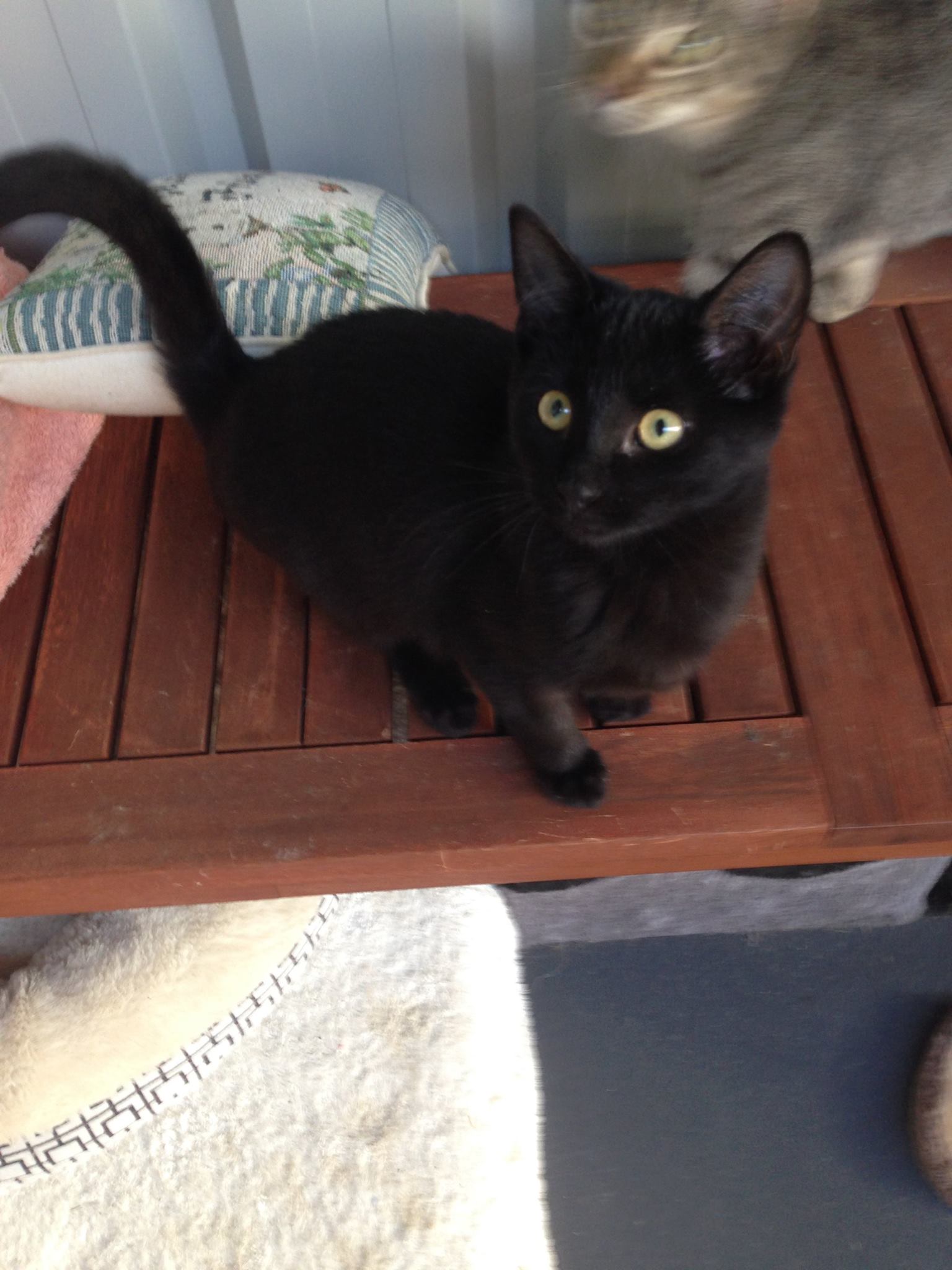 Delilah