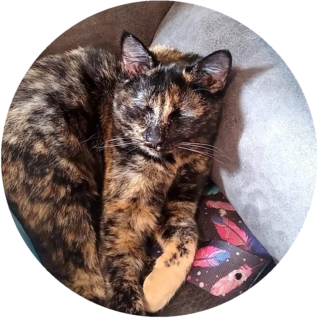 Rescue Cats Safe Haven ADOPT Rescue Cats Safe Haven