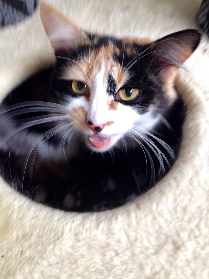 Peaches