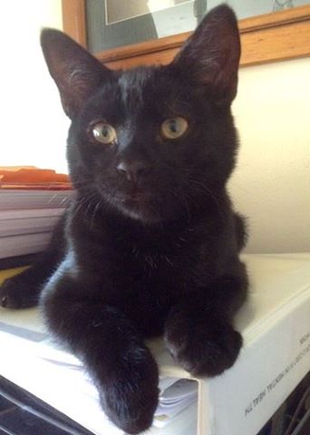 Perseus