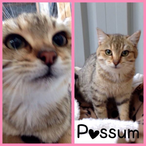Possum