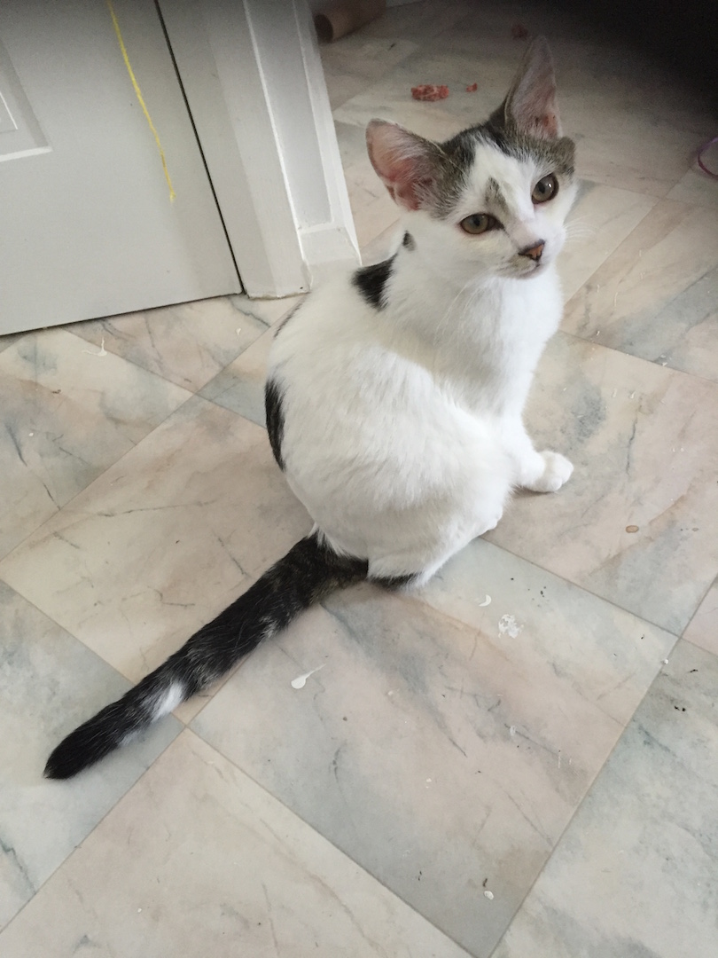 Smeggie