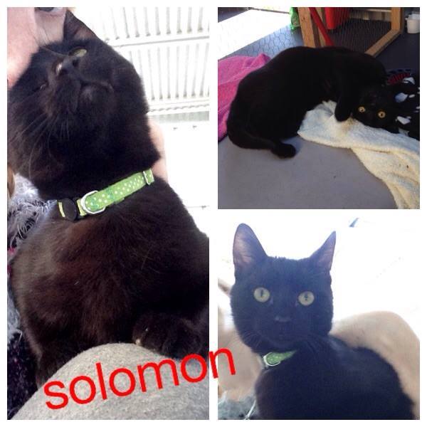 Solomon