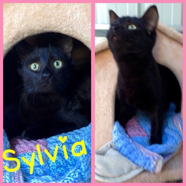 Sylvia