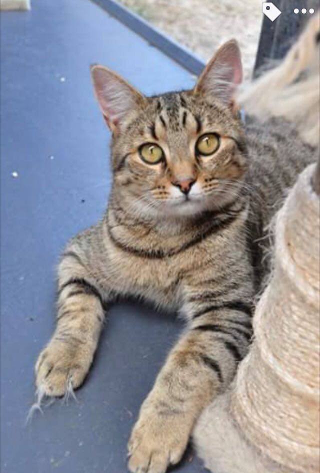 Toby
