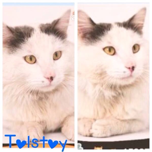 Tollie