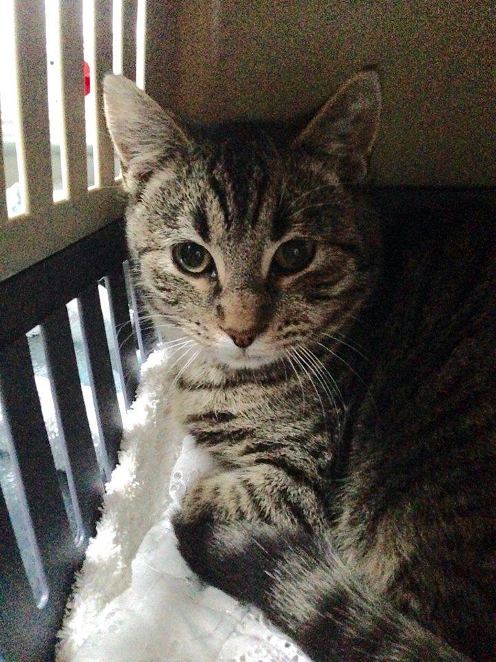 Wilba