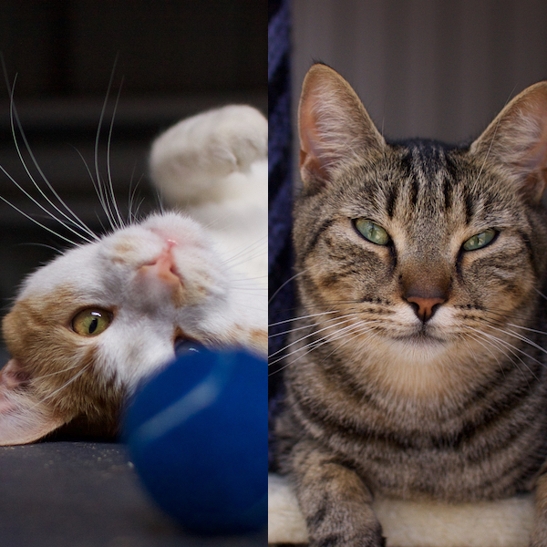 Winston & Max