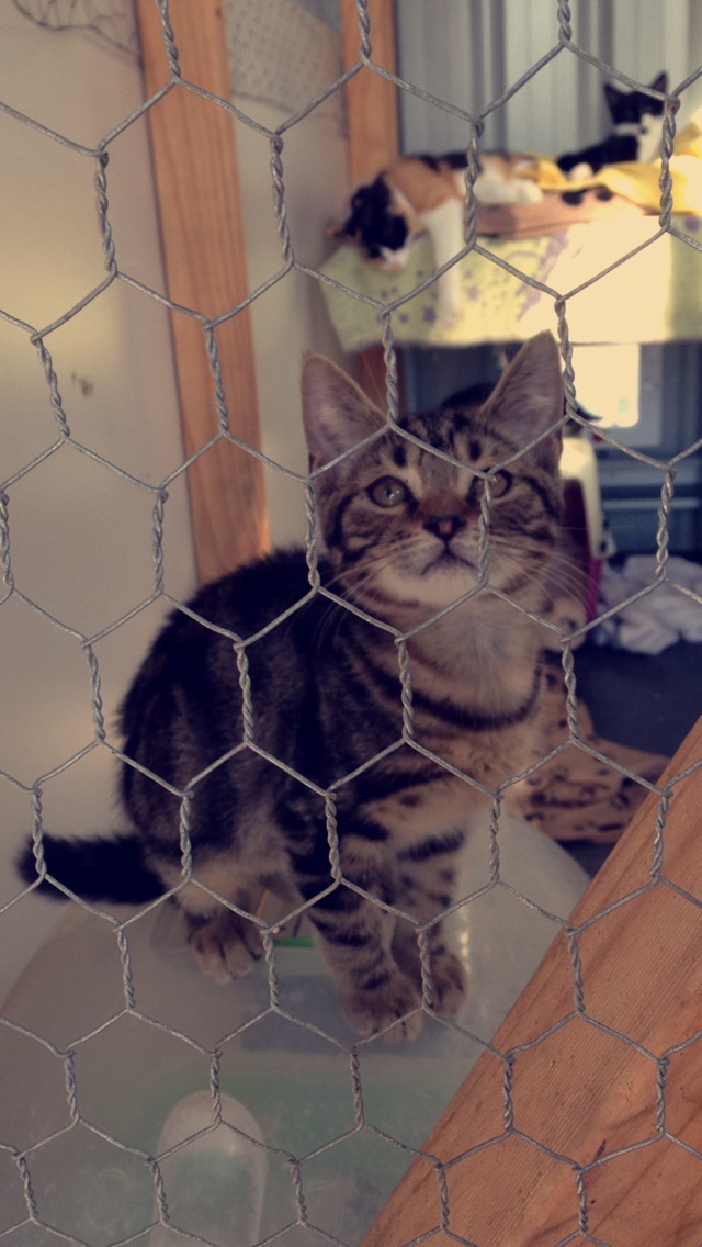 Oliver