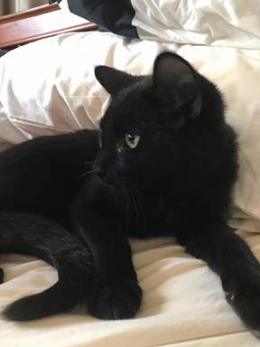 Kitten