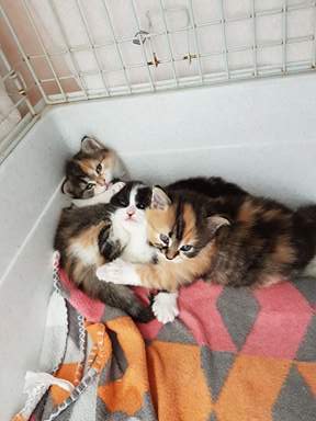 Kitten