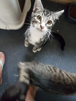 Kitten