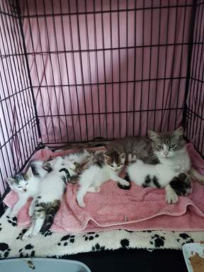 Kitten