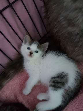 Kitten