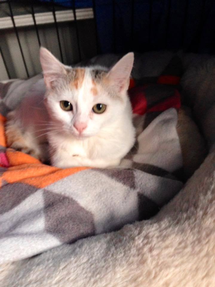 Lulu