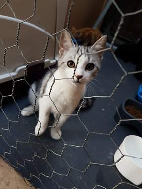 Kitten