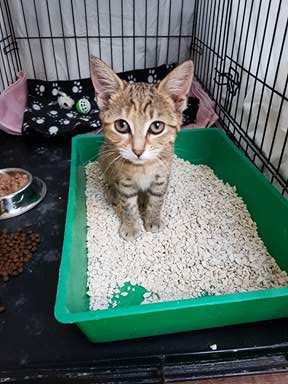 Kitten