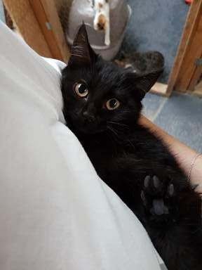 Kitten