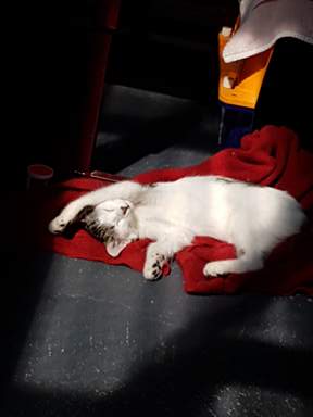 Kitten