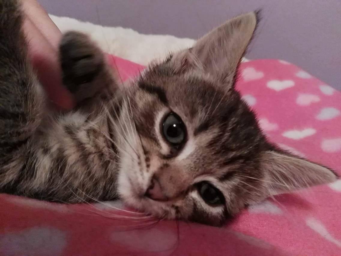 Kitten