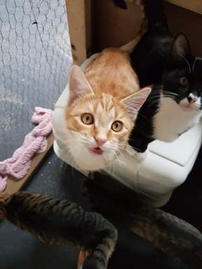 Kitten