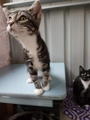 Kitten