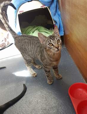 Kitten