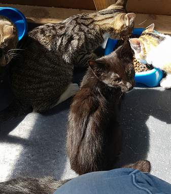 Kitten