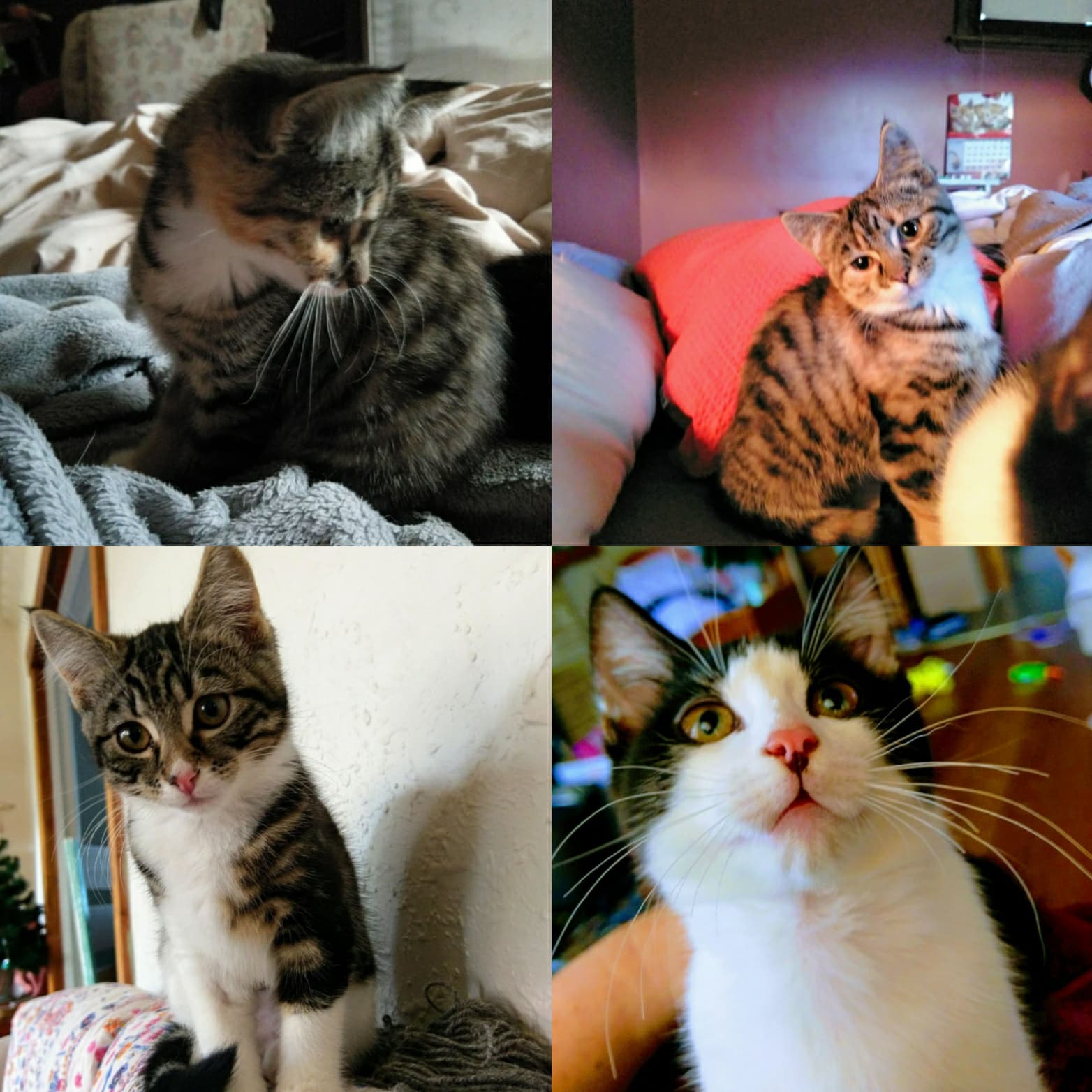 Kittens