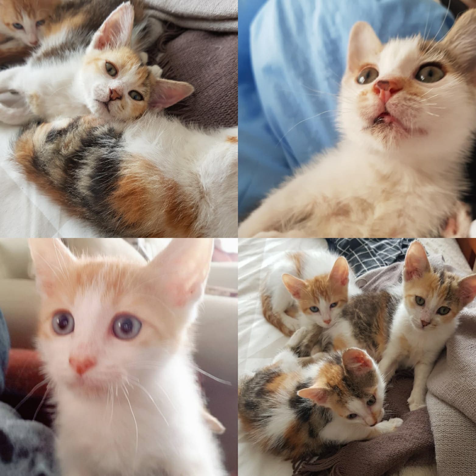 Kittens