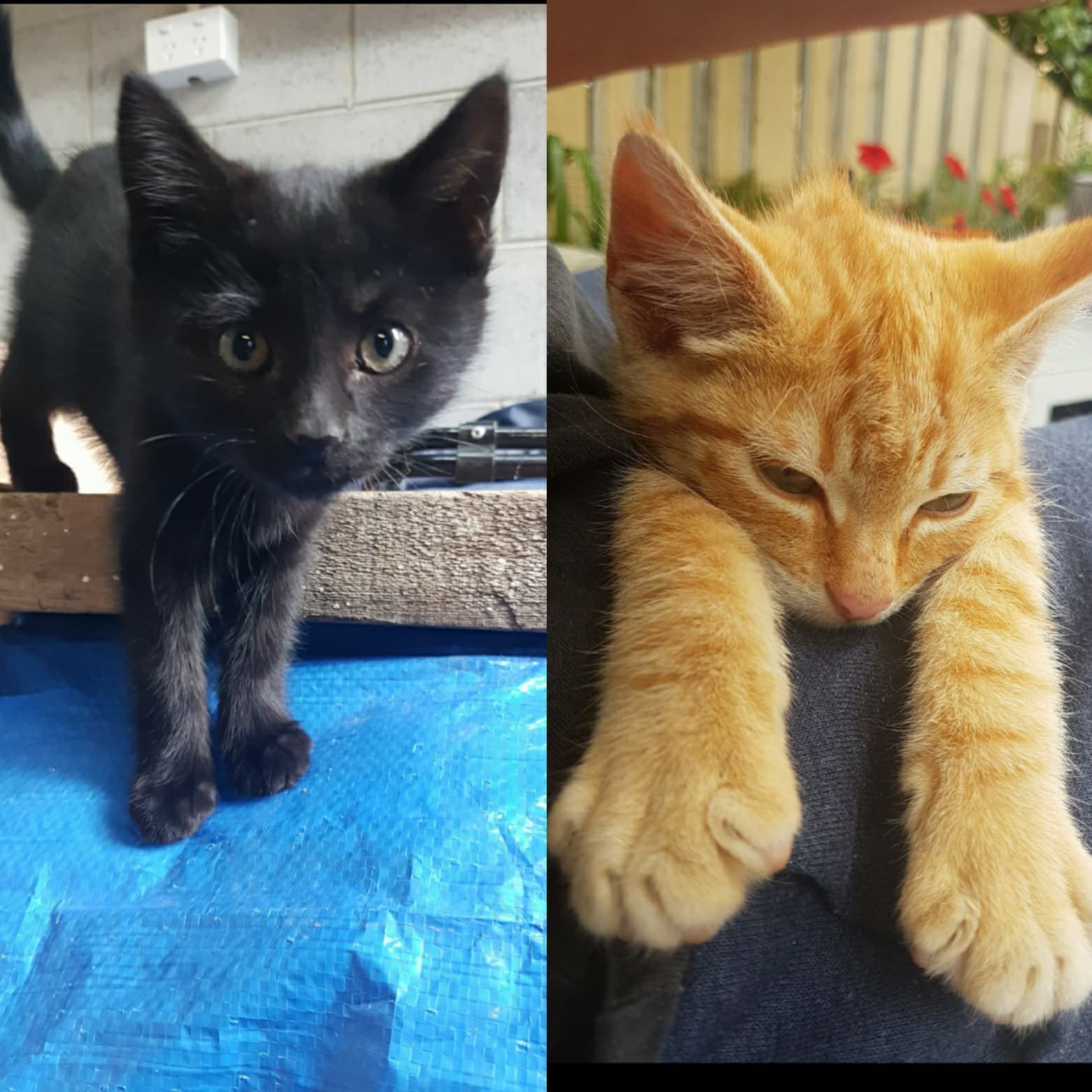 Kittens