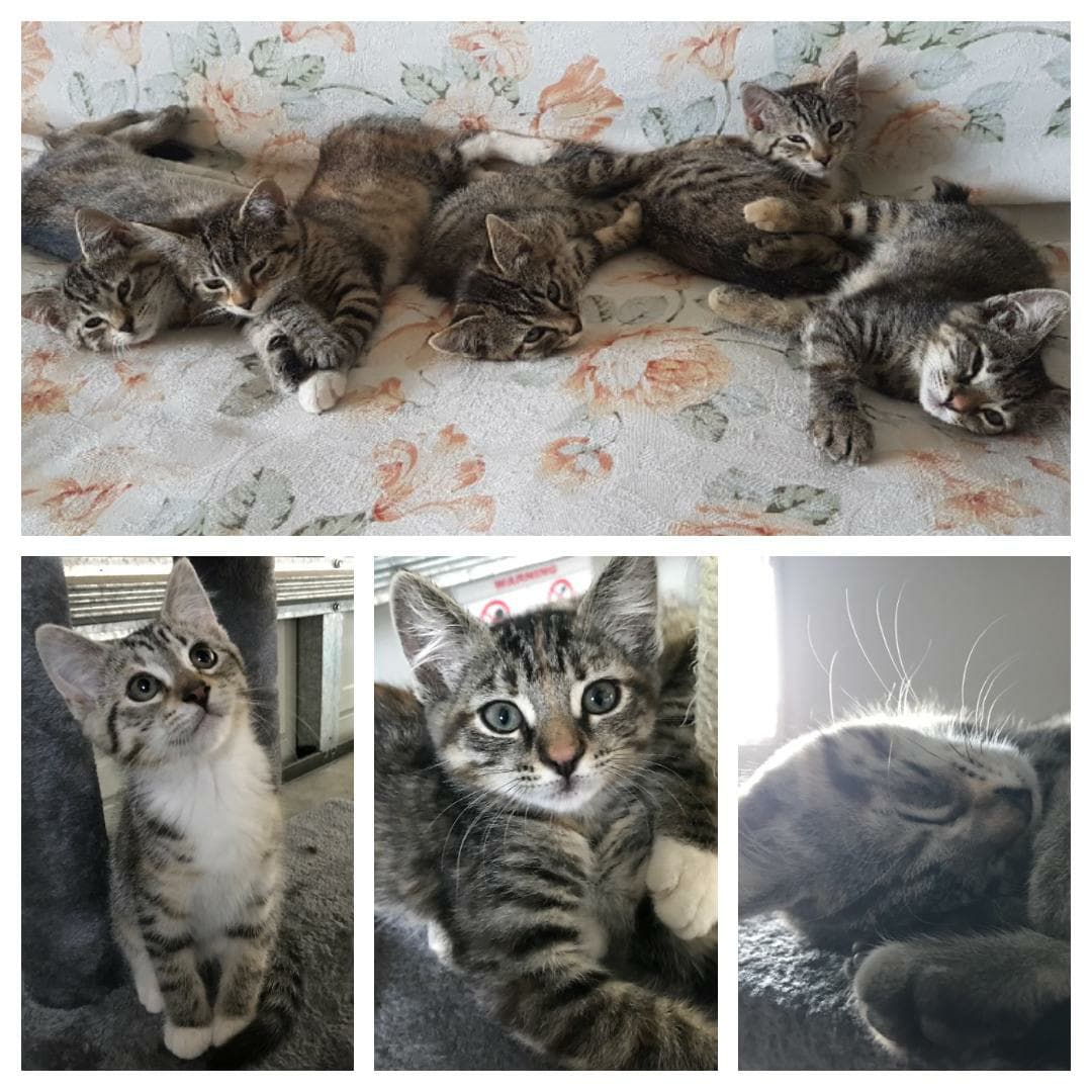 Kittens