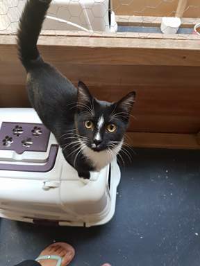 Kitten