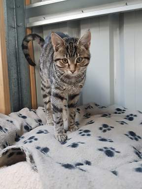 Kitten