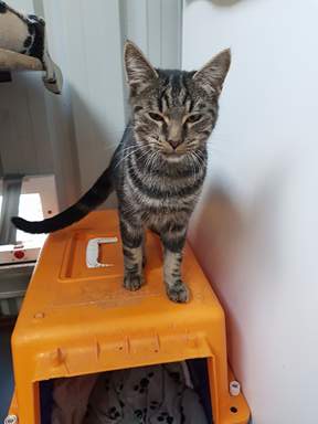 Kitten