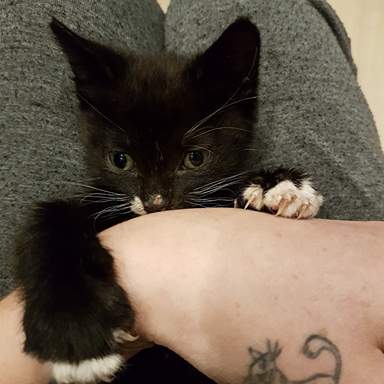 Kitten