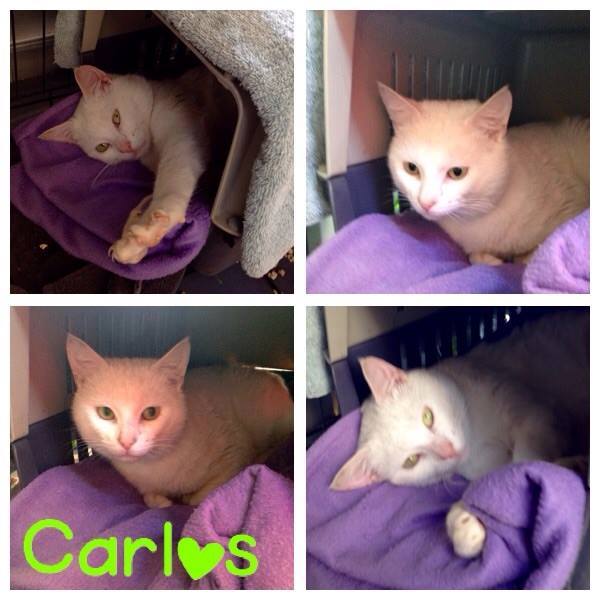 Carlos