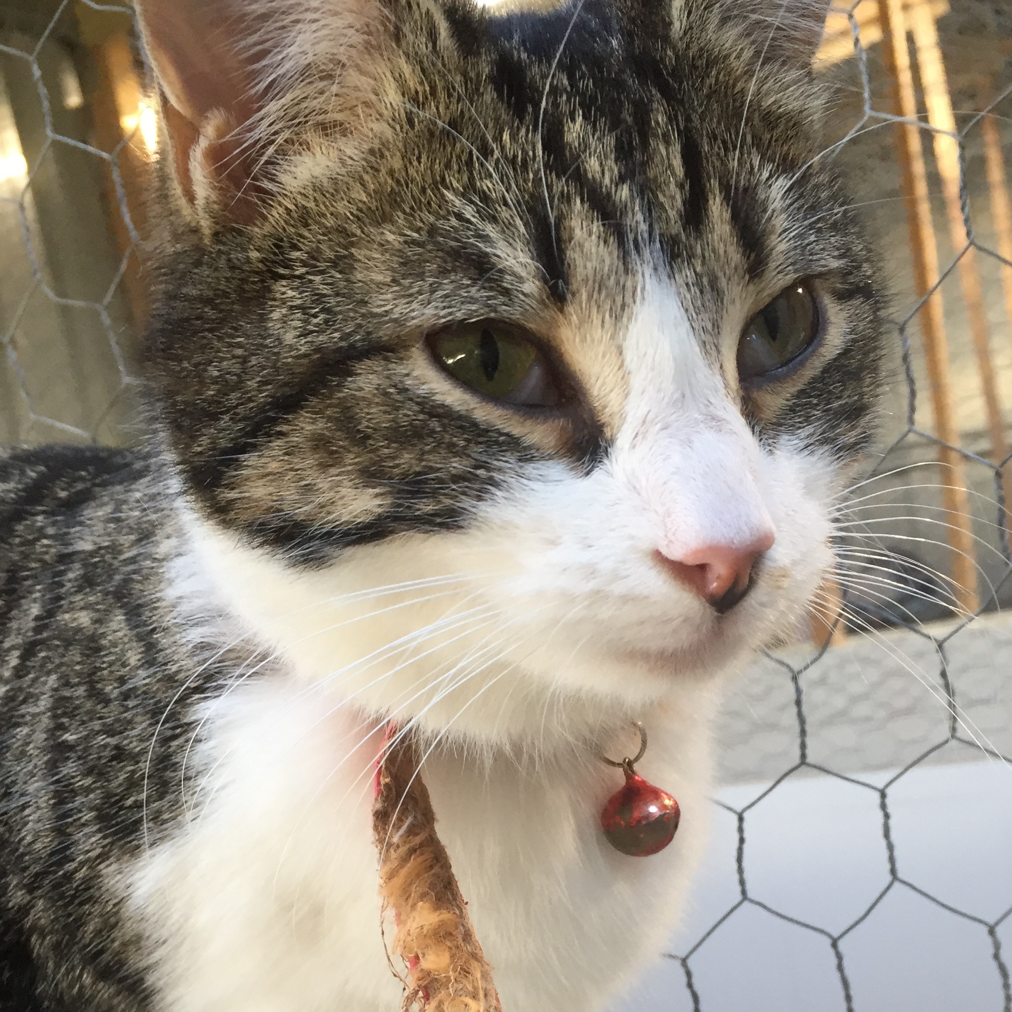 Elsie