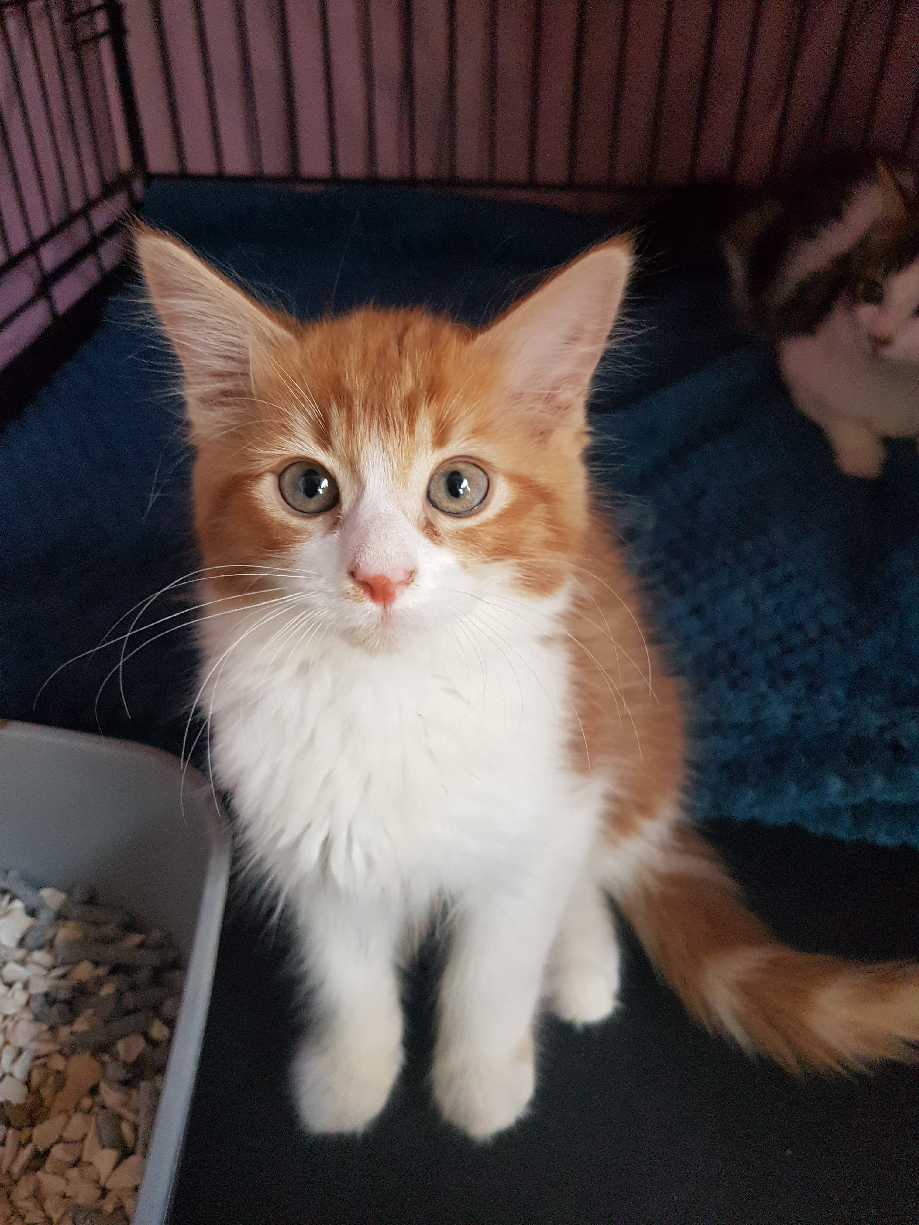Female Kitten