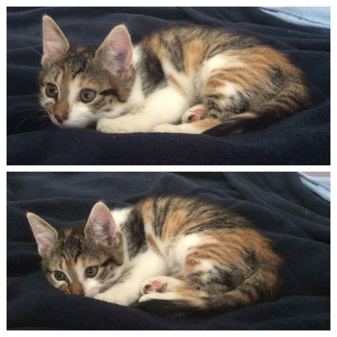 Leela