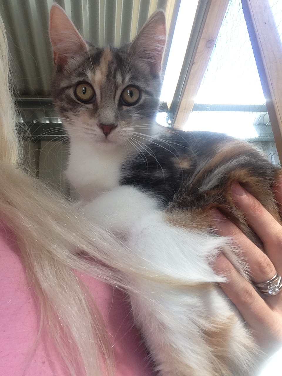 Lola (grey)