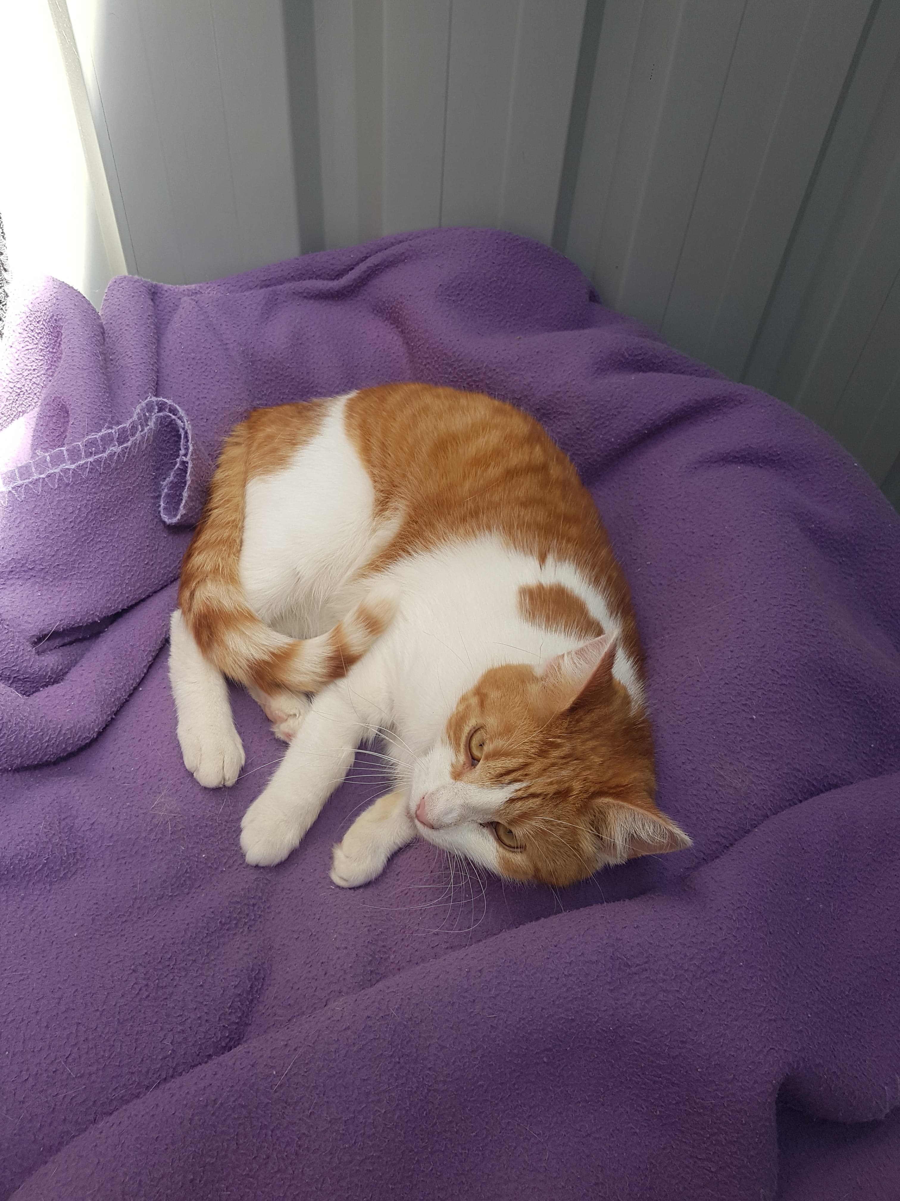 Marmalade