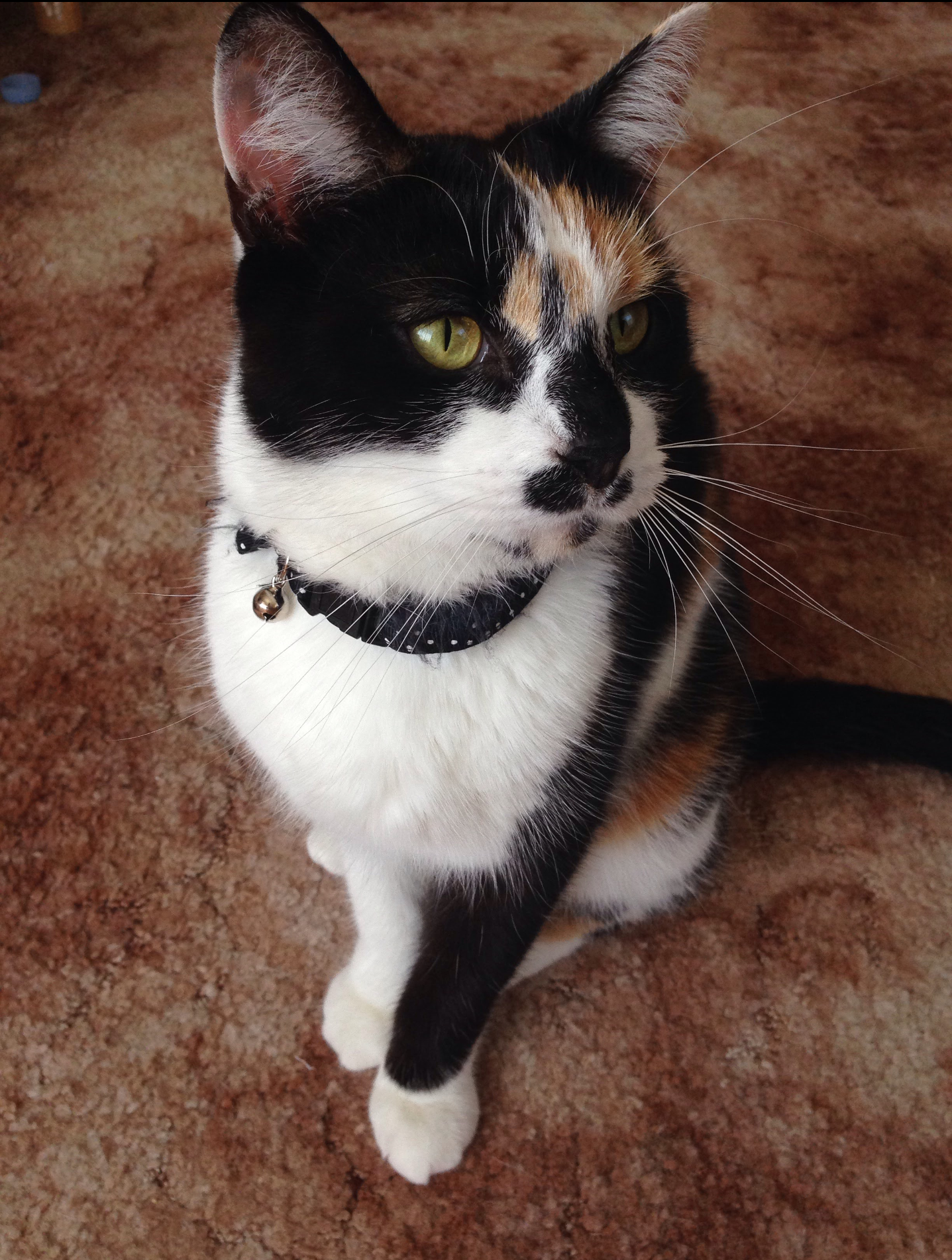 Missy
