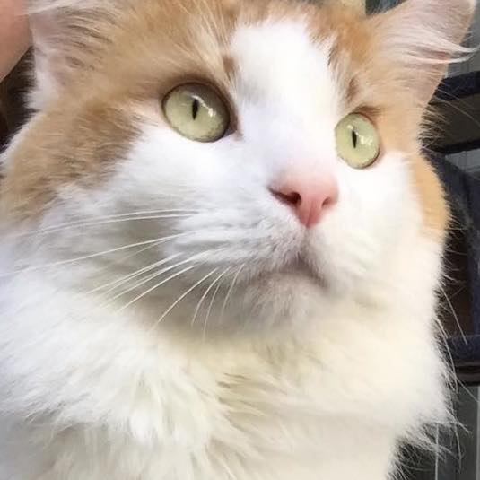 Oaty