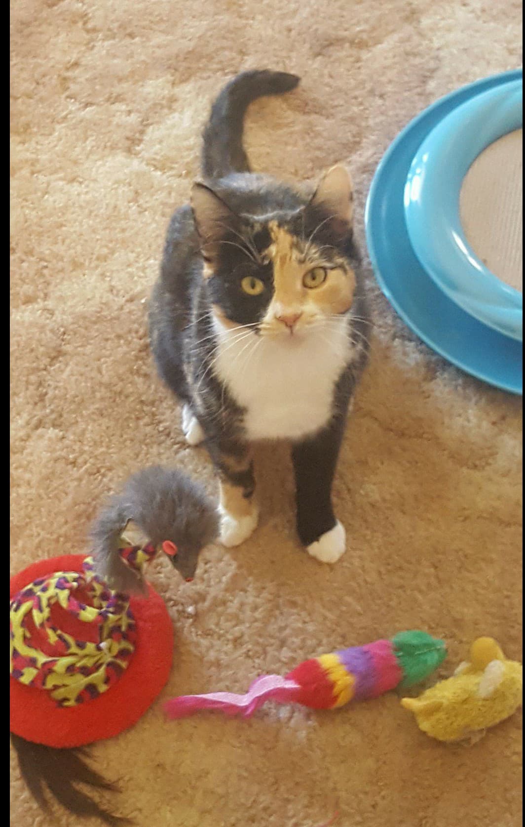 Pepper