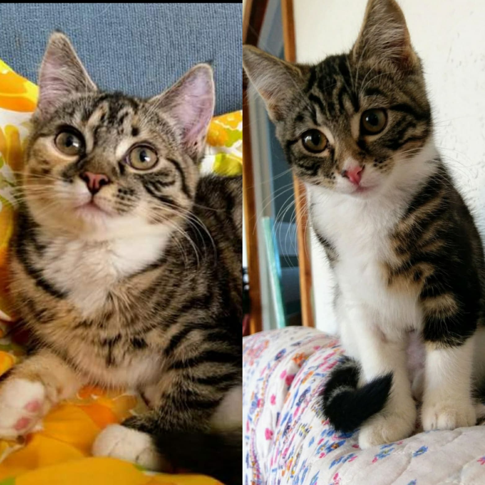 Kittens