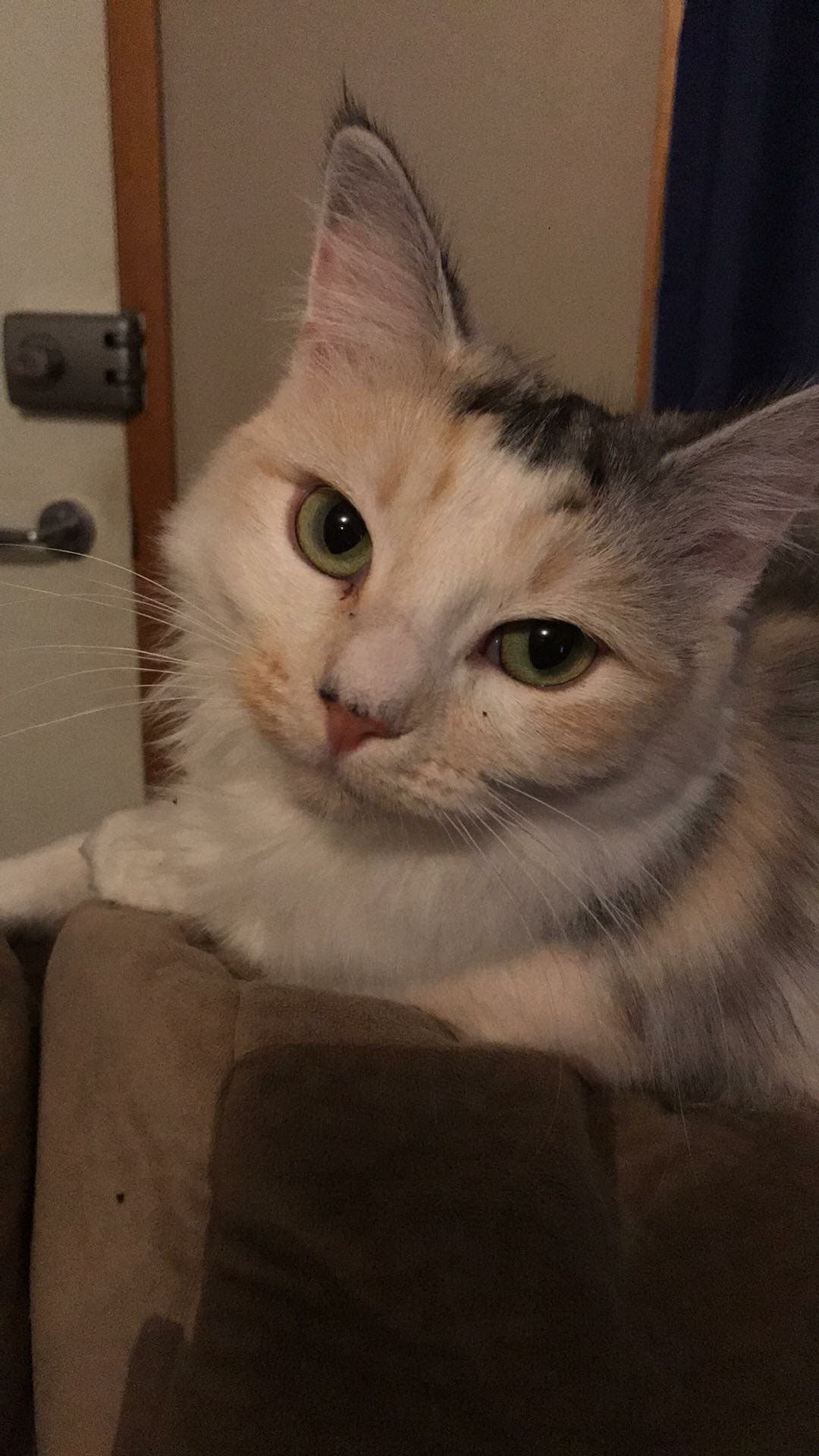 Puss Puss