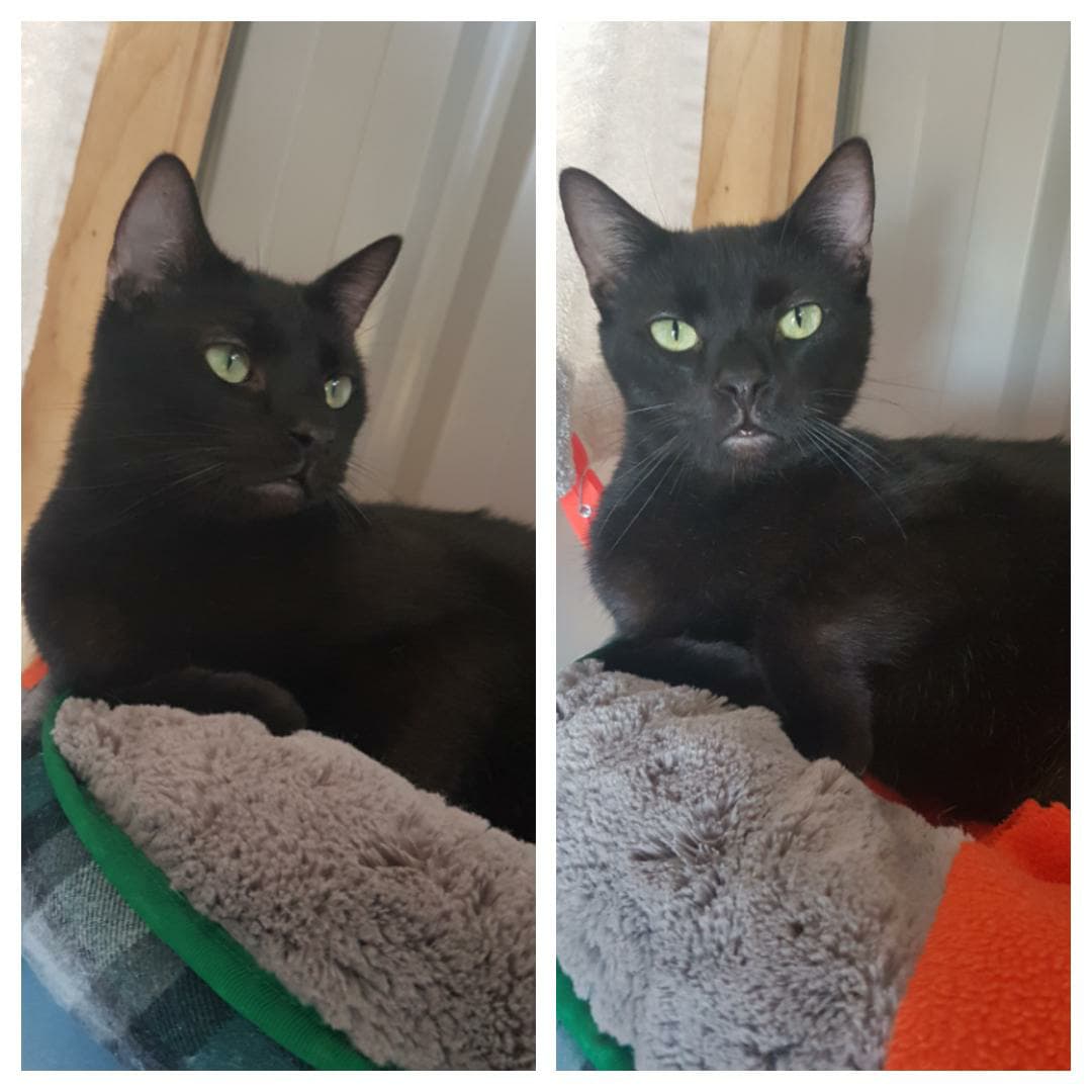 Solomon